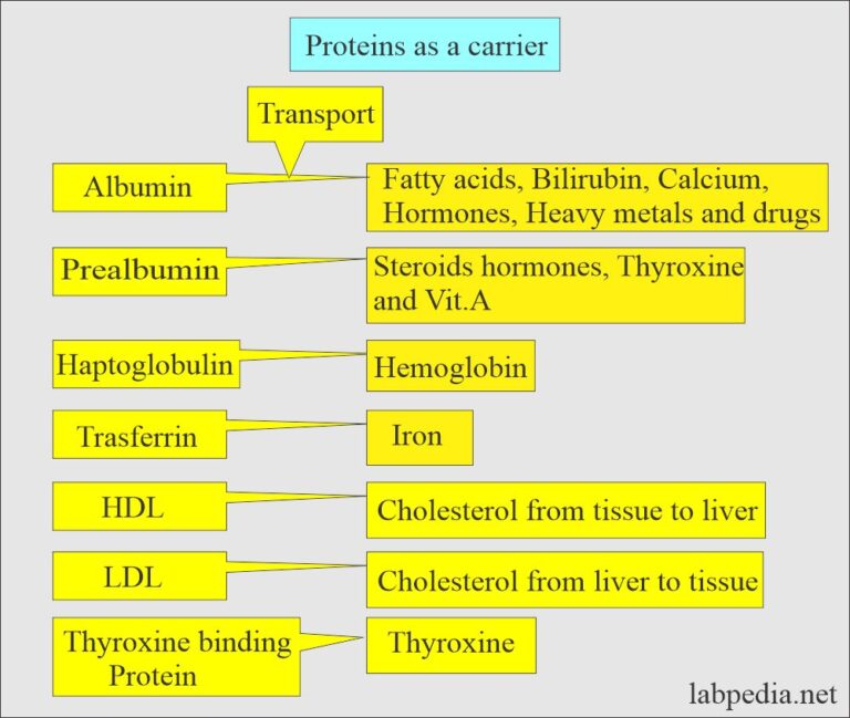 Serum Proteins, Body Total Proteins - Labpedia.net