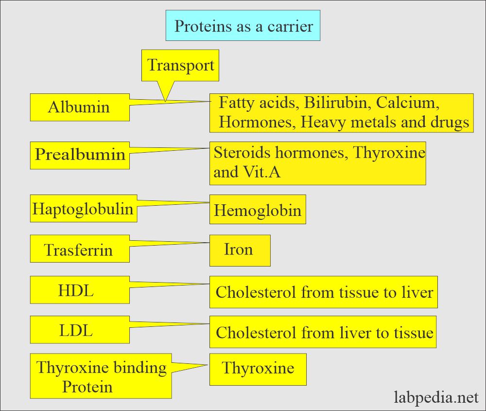 Proteins as a carrier