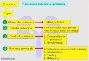 Urine Protein (Proteinuria), Spot Test, Microalbuminuria - Labpedia.net