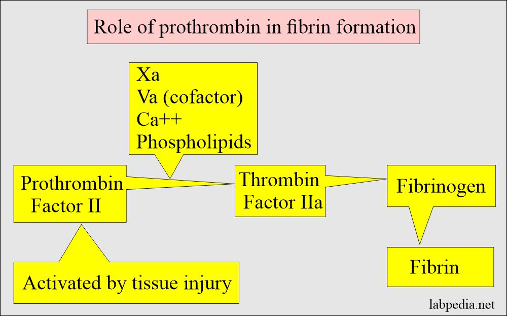Prothrombin to thrombin and its role in coagulation