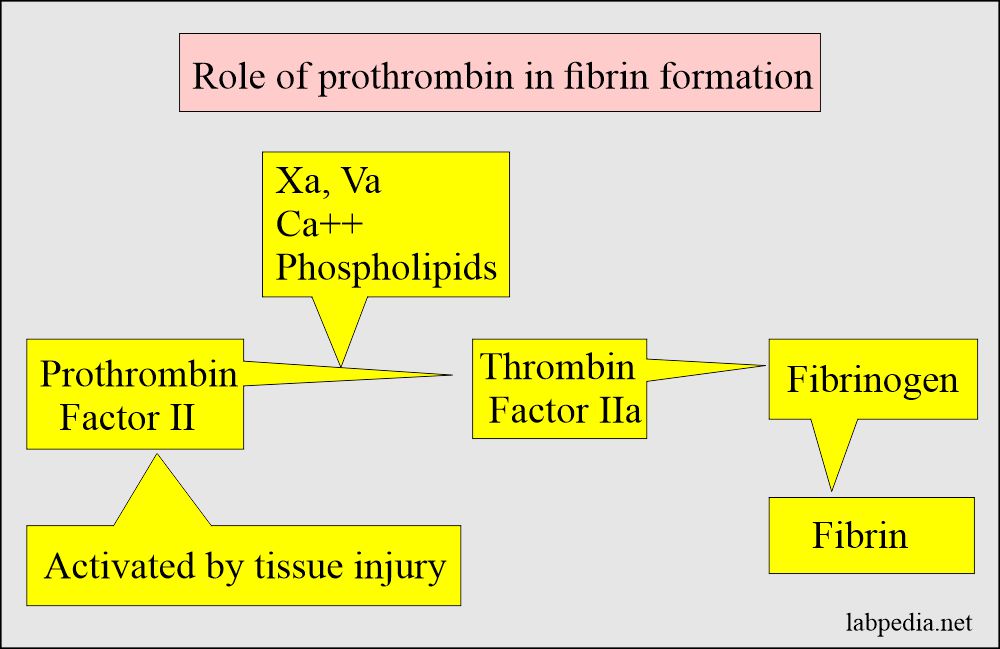 Role of prothrombin to fibrin formation