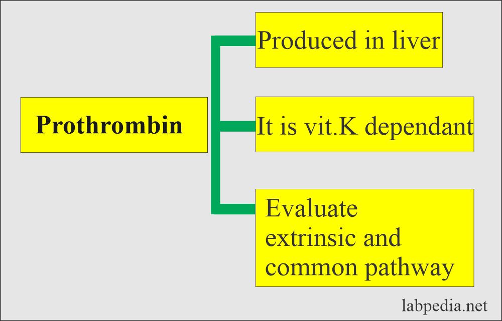 Prothrombin facts
