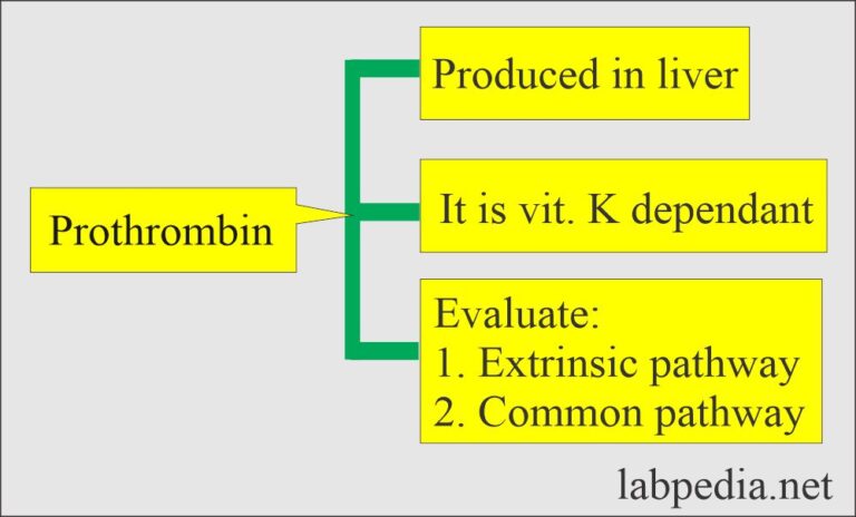 Prothrombin Time (PT) - Labpedia.net