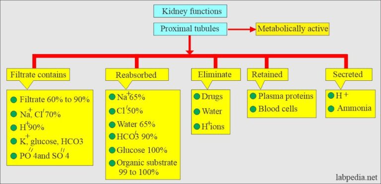 Renal Functions:- Part 1 - Renal Functions Tests - Labpedia.net