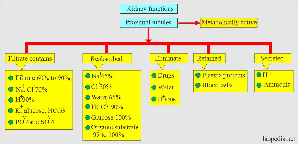 Renal function tests: Kidney's Proximal tubules functions