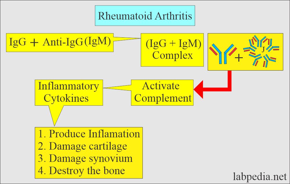 Rheumatoid factor (RA): Mechanism of Rheumatoid arthritis