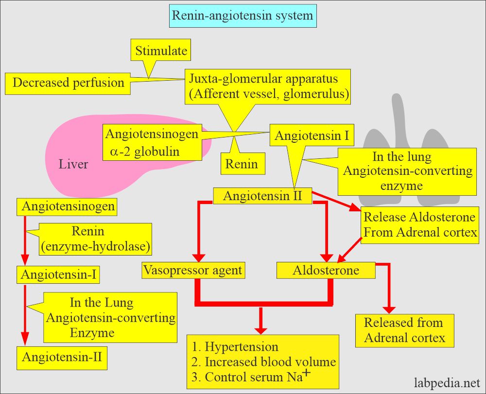 Renin action on Angiotensinogen