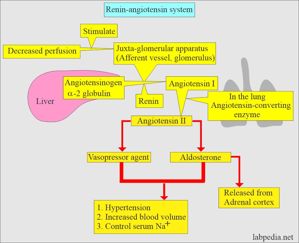 Plasma Renin: Renin-angiotensin system 