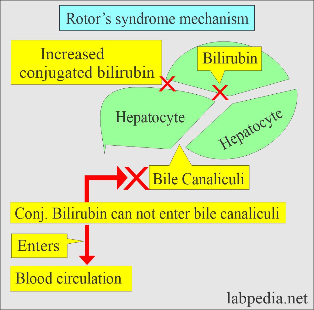 Rotor's syndrome mechanism