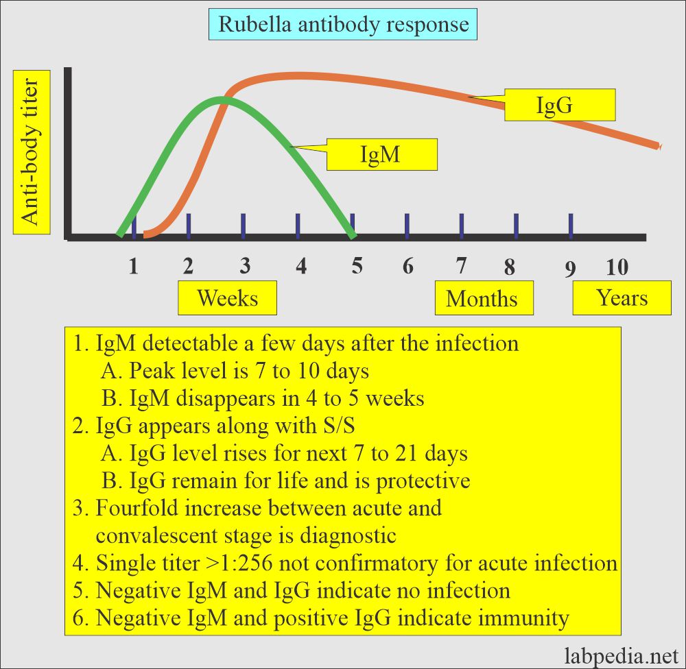 Serological markers in Rubella infection