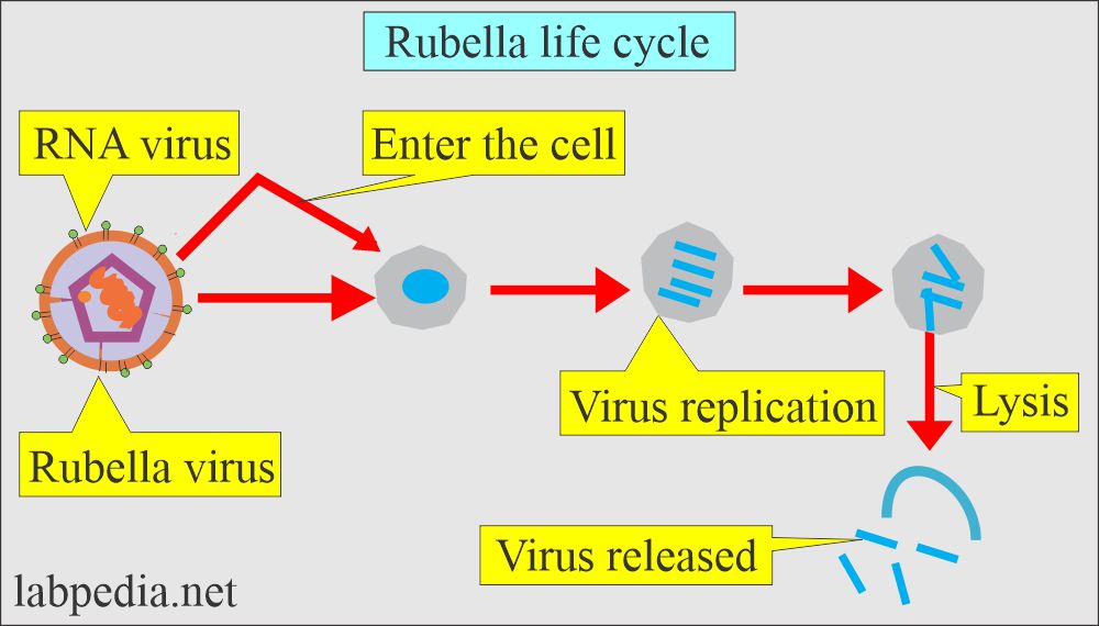 Rubella virus life cycle