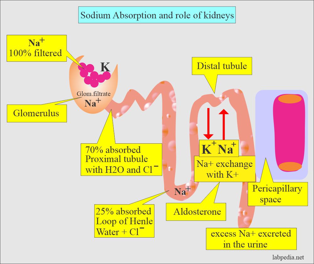 Sodium absorption and role of kidneys