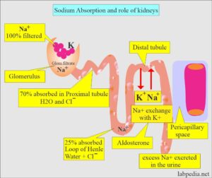 Urine Sodium (Na+), Spot test, 24-Hour Urine Sodium - Labpedia.net