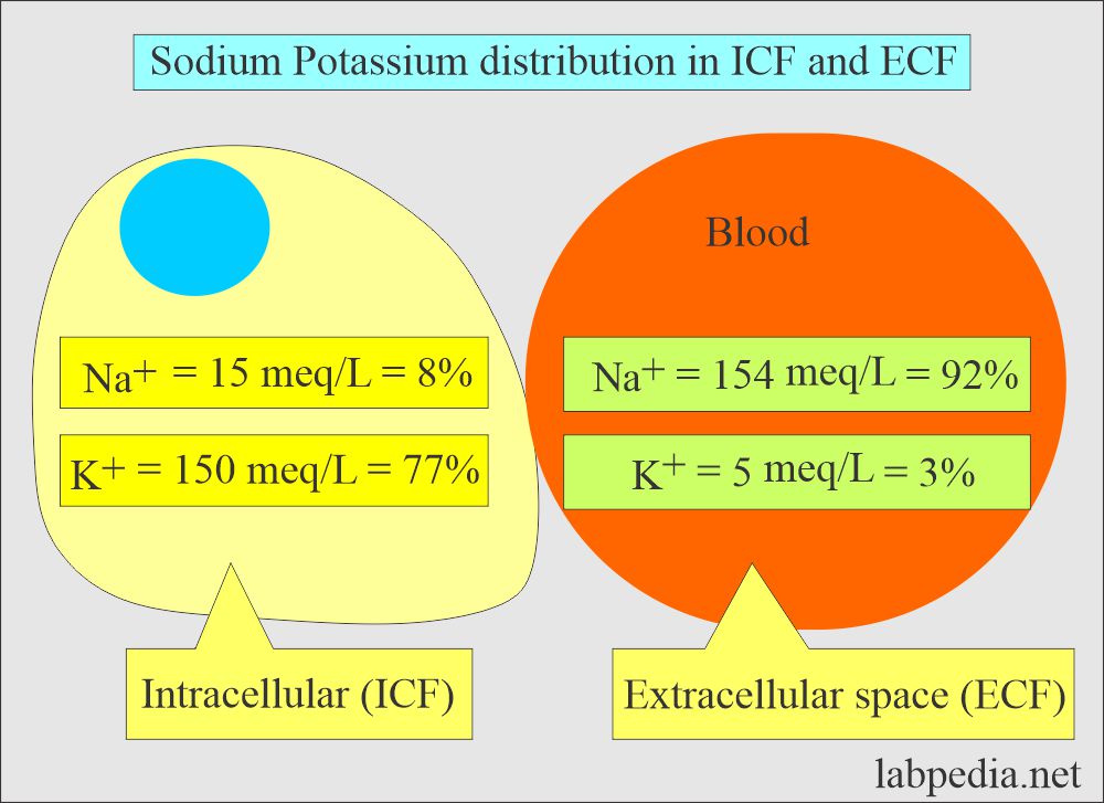 Sodium Potassium distribution in the ICF and ECF