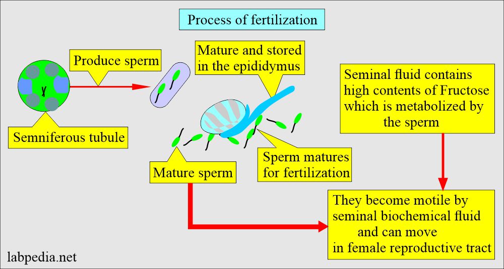 Semen analysis: Process of fertilization