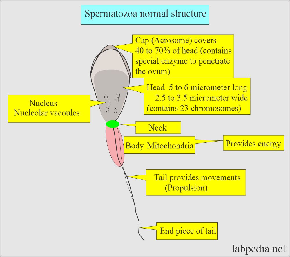 Normal spermatozoa with function of various parts