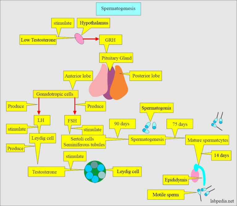 Semen:- Part 1 - Semen analysis, Semen Examination, and Counting ...