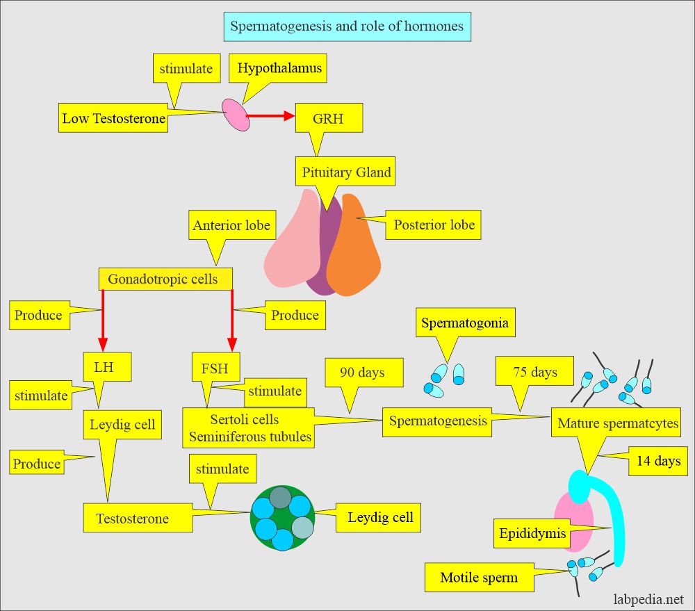 Semen analysis: Spermatogenesis and role of the hormones