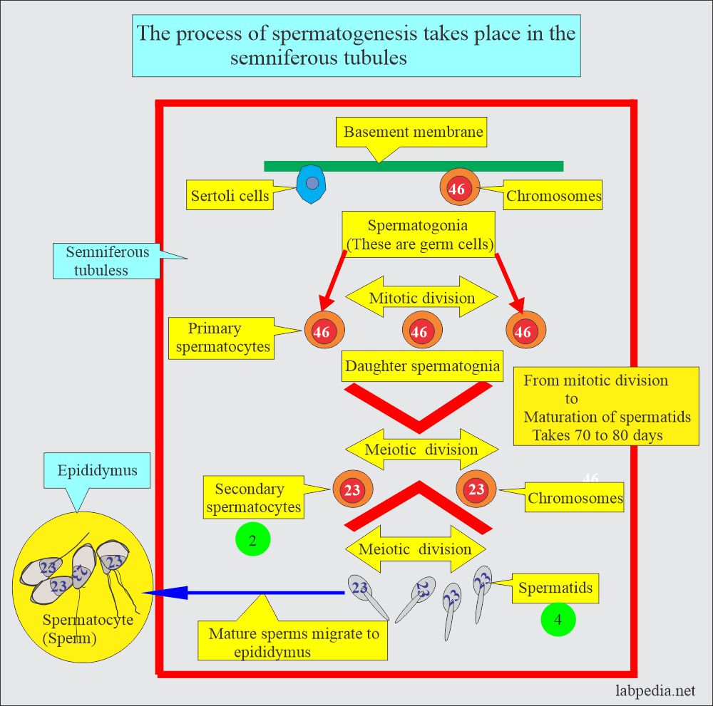 Semen analysis: Process of Spermatogenesis 