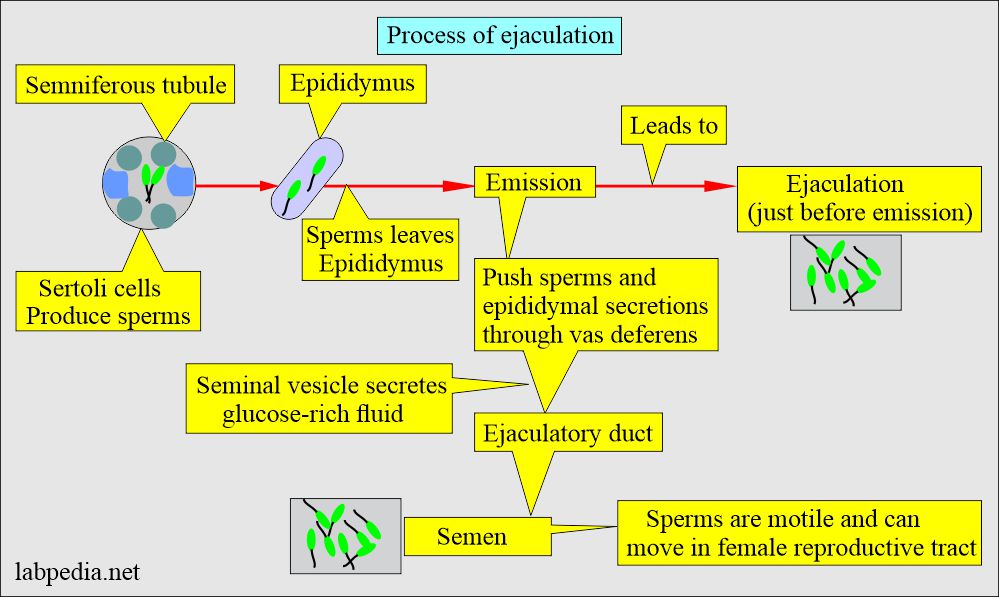 Semen analysis: Process of ejaculation