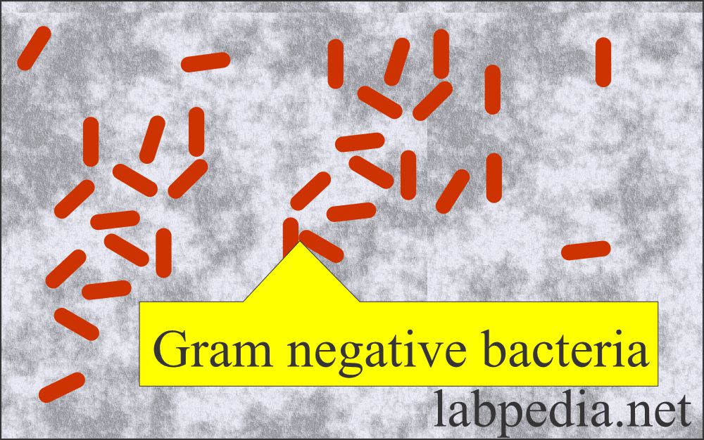 Stool examination: Stool gram negative bacteria