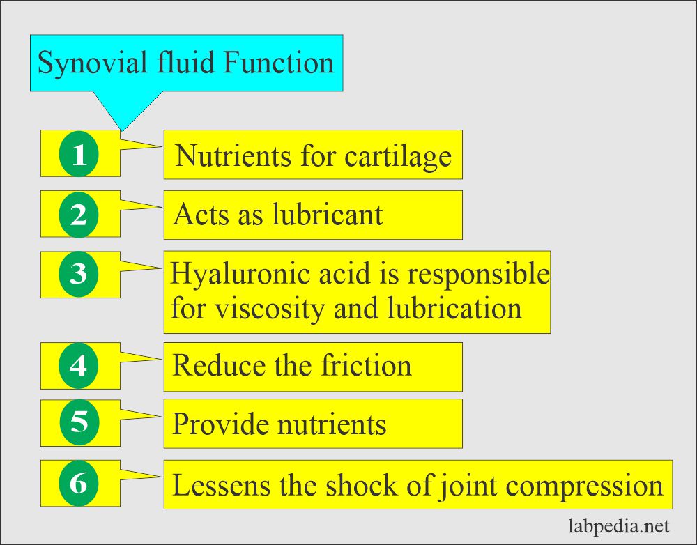 Synovial fluid functions