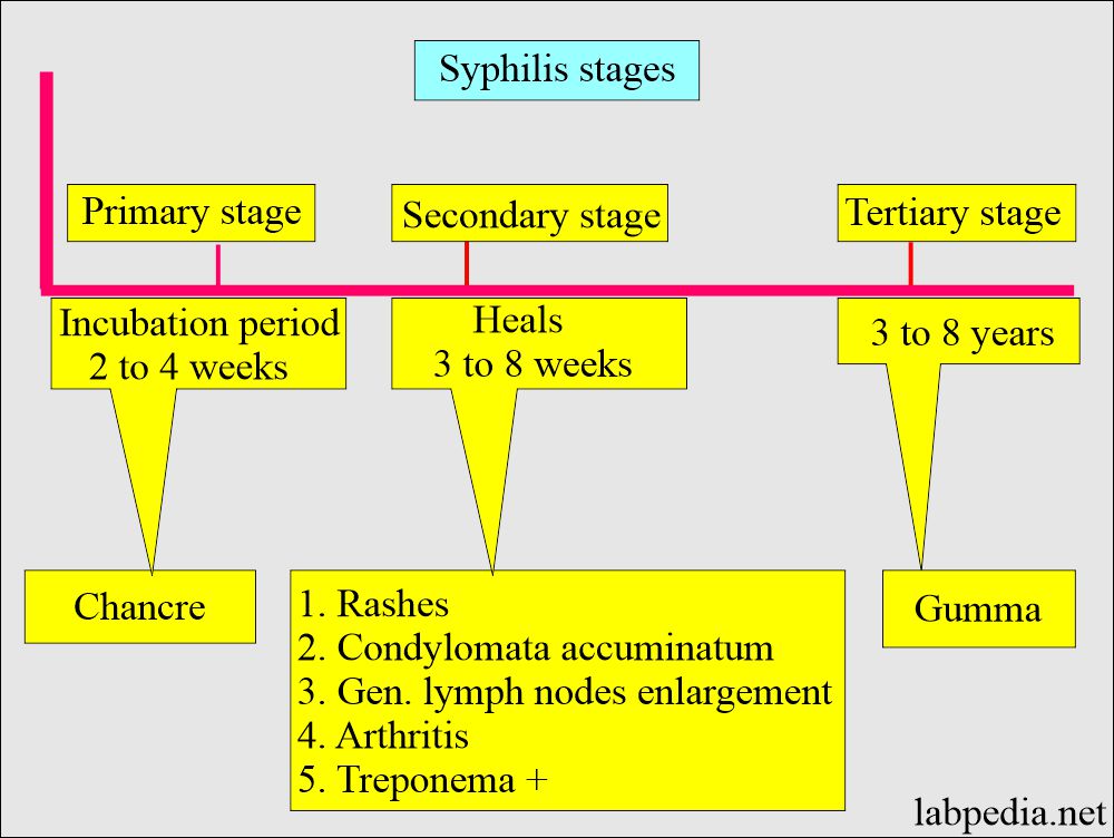 Clinical stages of syphilis