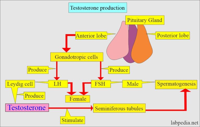 Testosterone Total and Free Labpedia net