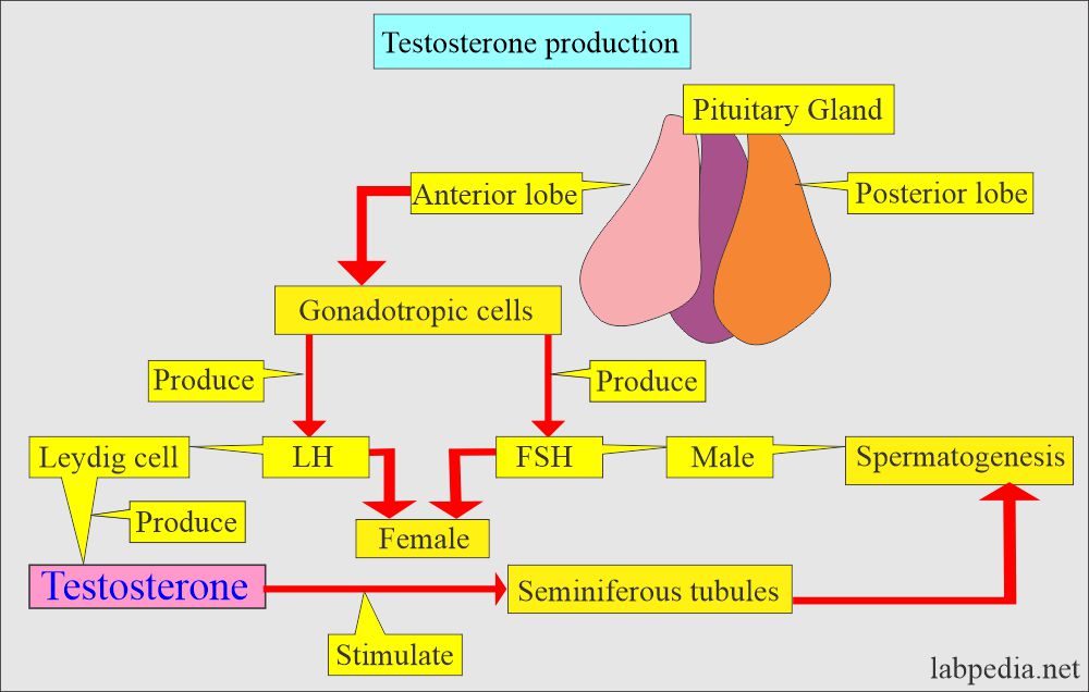 Testosterone and role of anterior pituitary gland