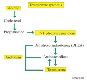 Testosterone Total, and Free Testosterone - Labpedia.net