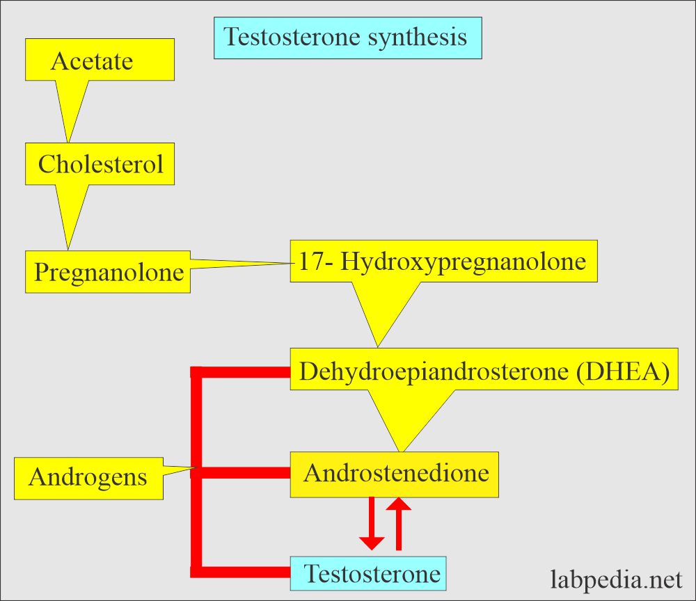 Testosterone synthesis