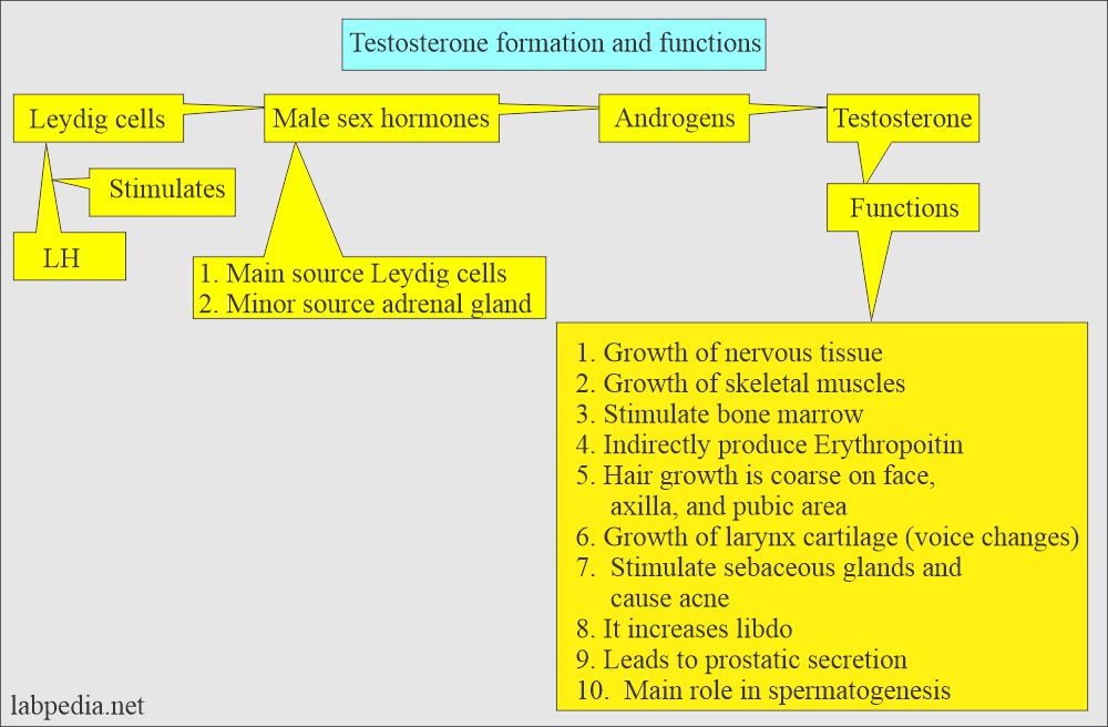 Testosterone formation and functions