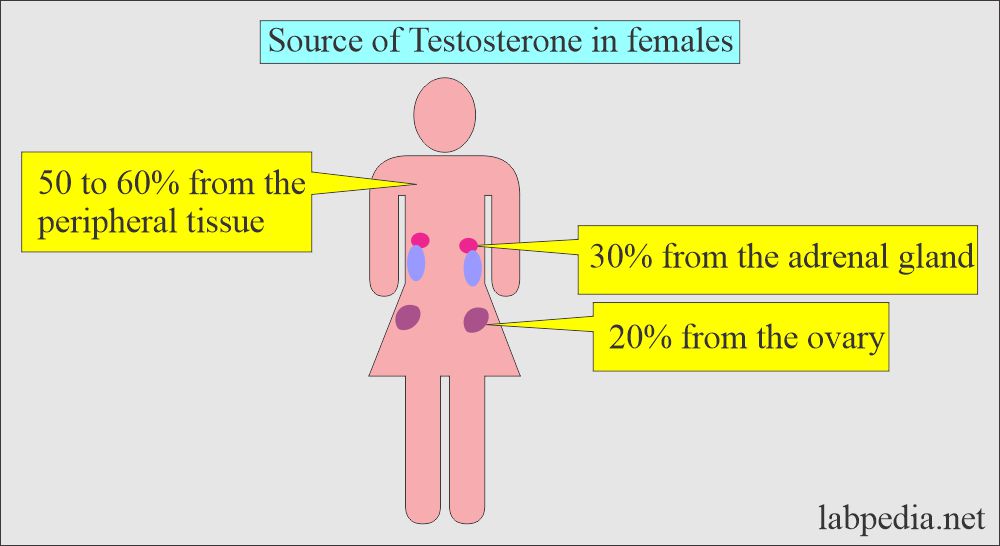 Testosterone source in the female
