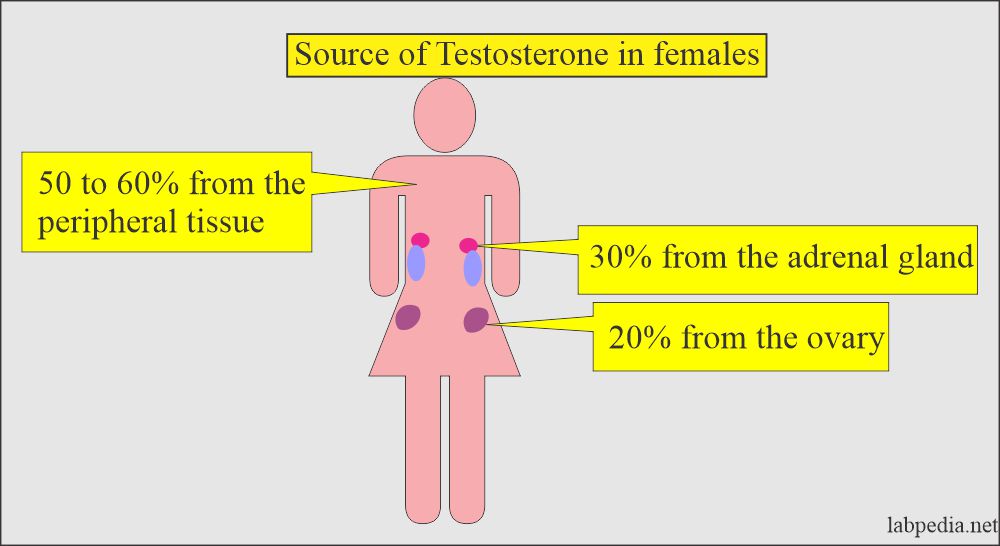 androstenedione