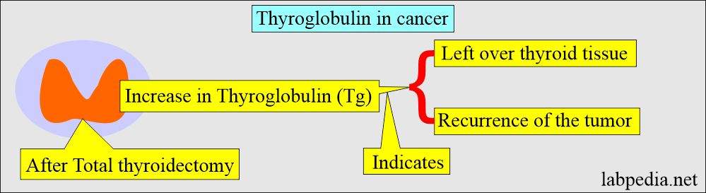 Thyroglobulin in cancer cases