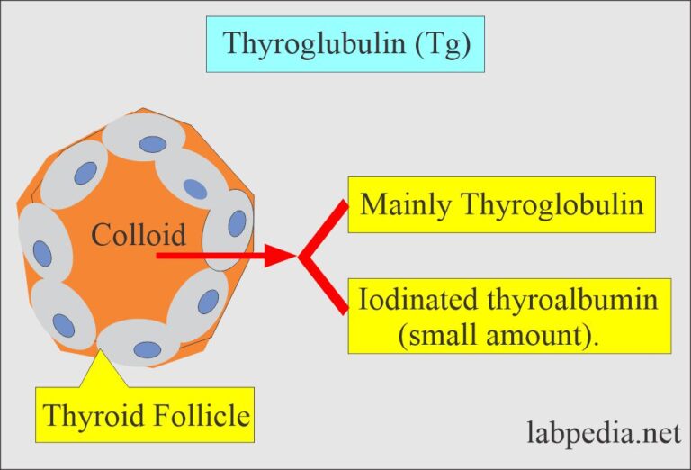 tumor-marker-part-10-thyroglobulin-tg-as-tumor-marker-labpedia