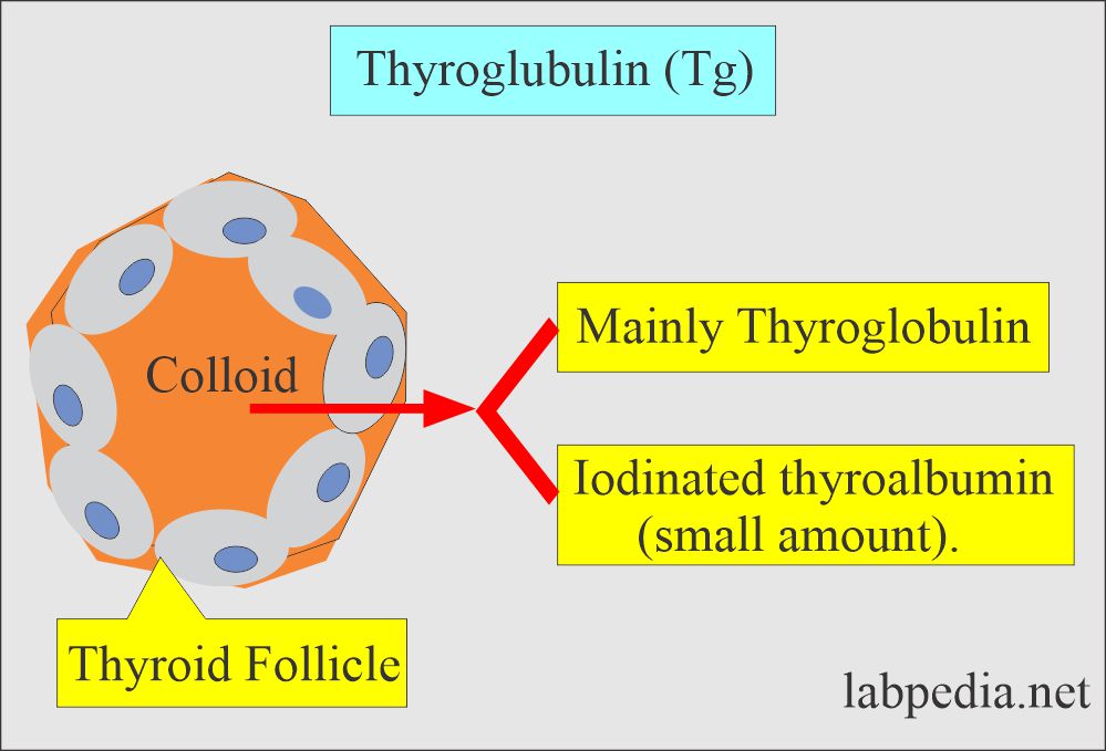 Thyroglobulin (Tg): Amount of thyroglobulin in the follicle