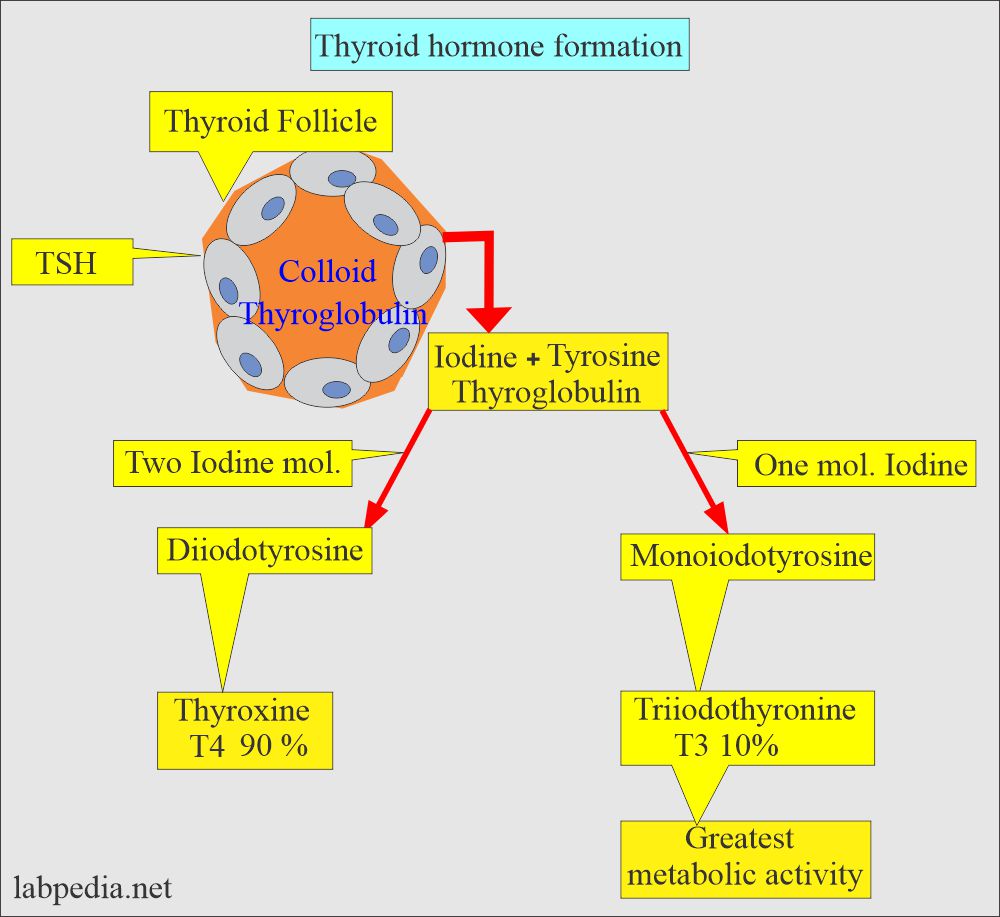 Thyroglobulin role in the synthesis of T3 and T4