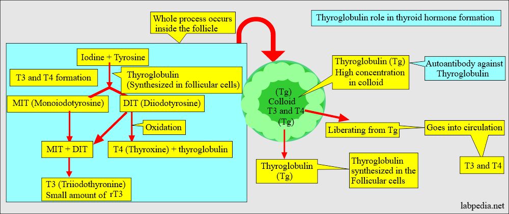 Thyroglobulin role in T3 T4 synthesis