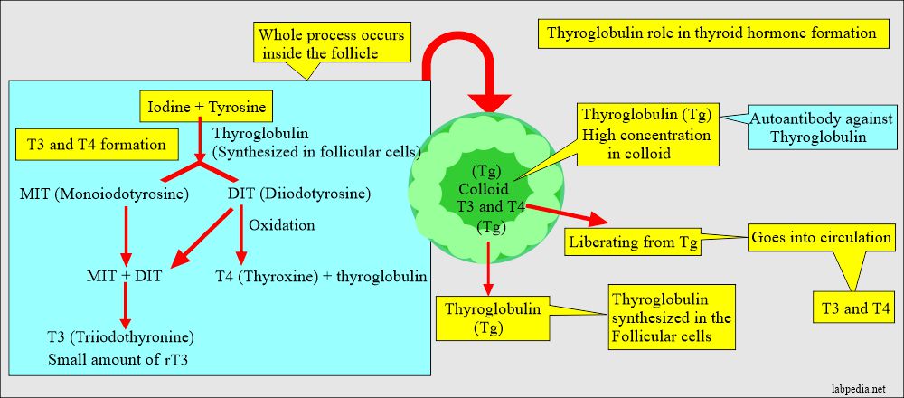 Thyroglobulin role in T3 T4 and autoantibody formation