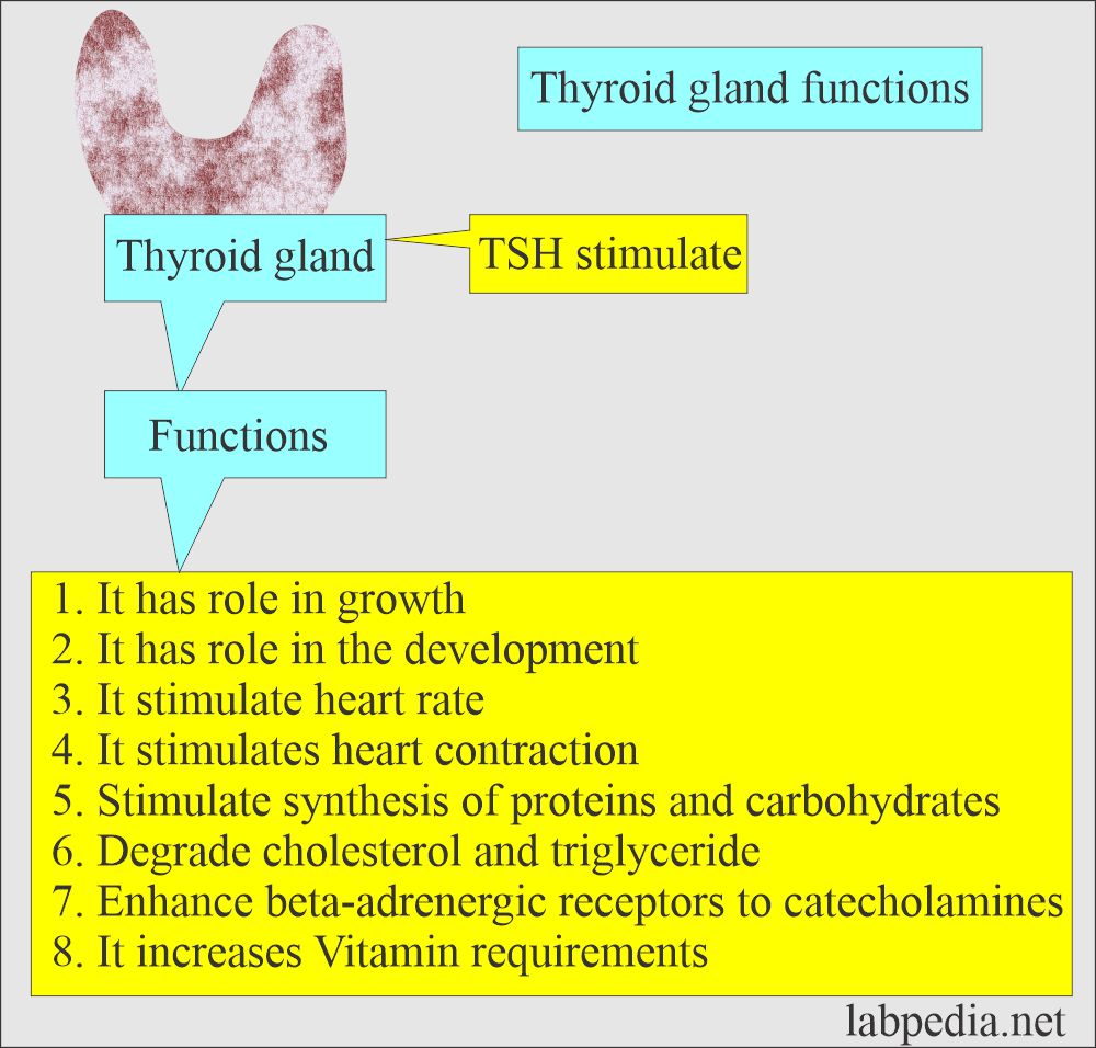 Thyroid functions