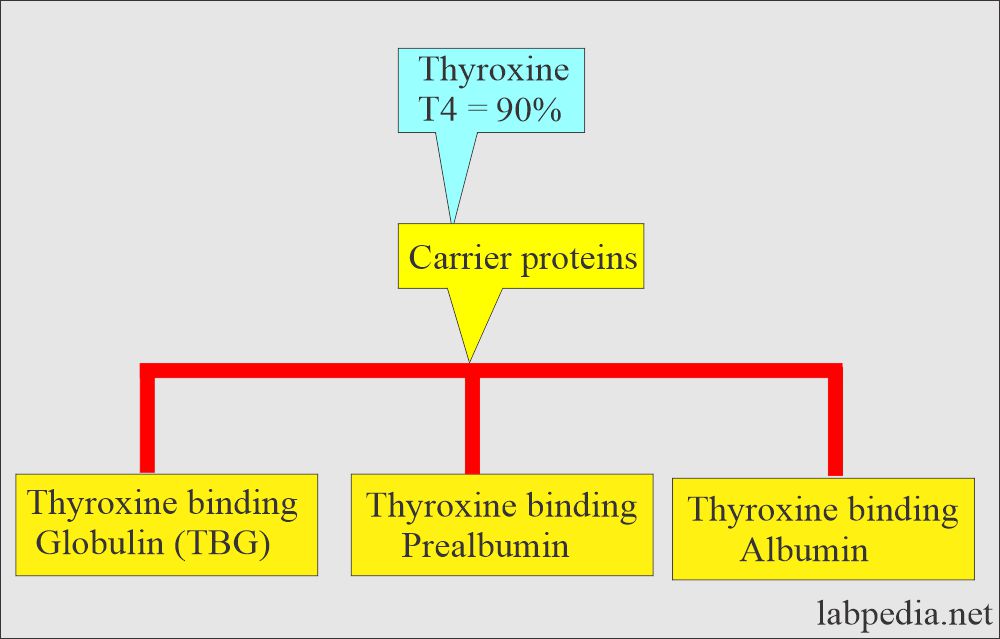 Thyroxine carrier proteins