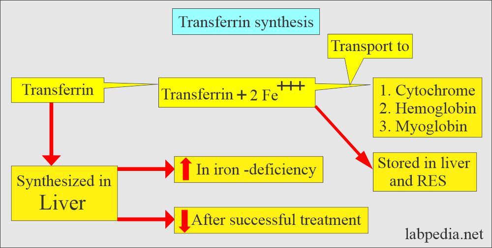Transferrin synthesis and function