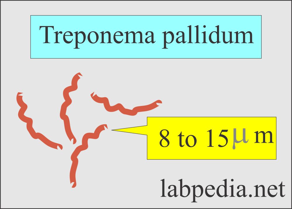Treponema pallidum structure