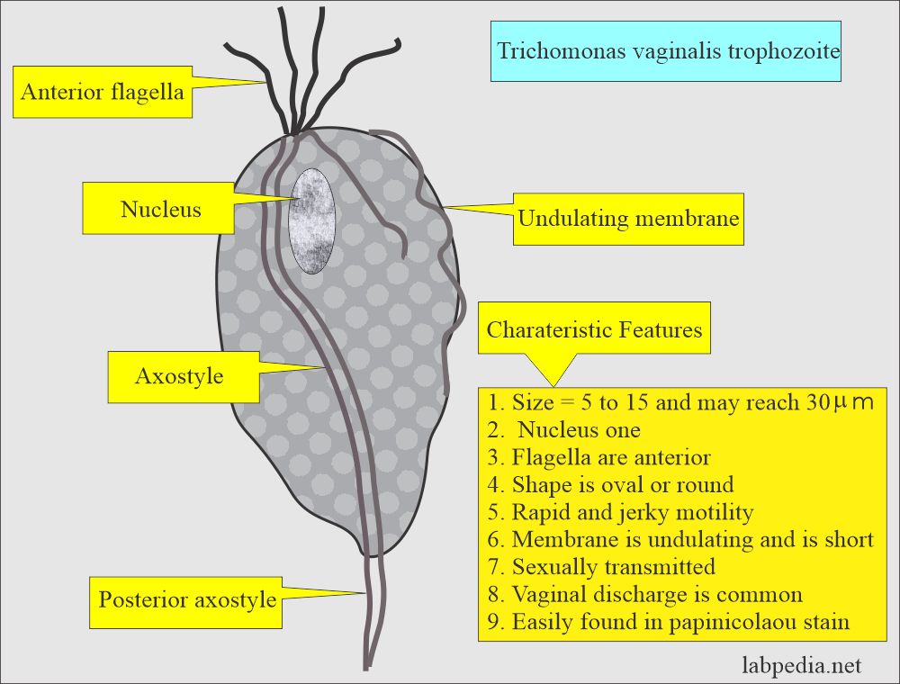 Trichomonas vaginalis trophozoite