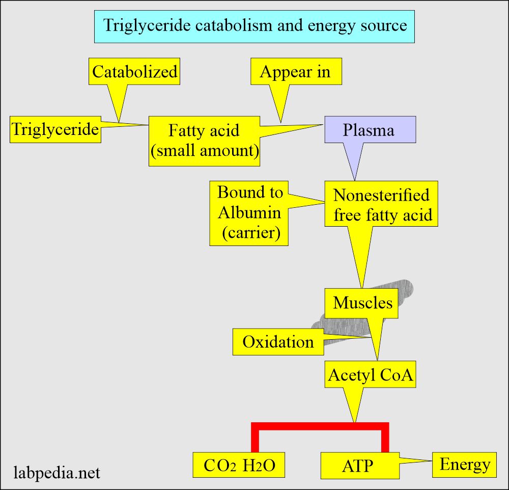 Triglyceride catabolism and energy source