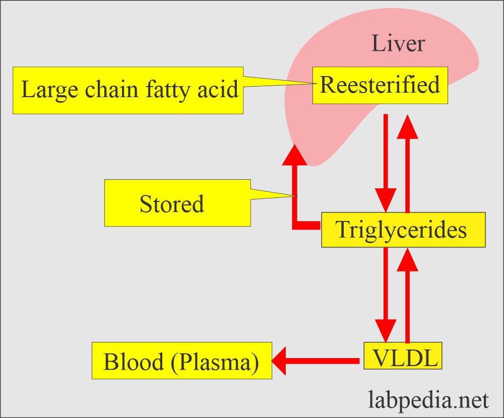 Triglycerides and role of VLDL