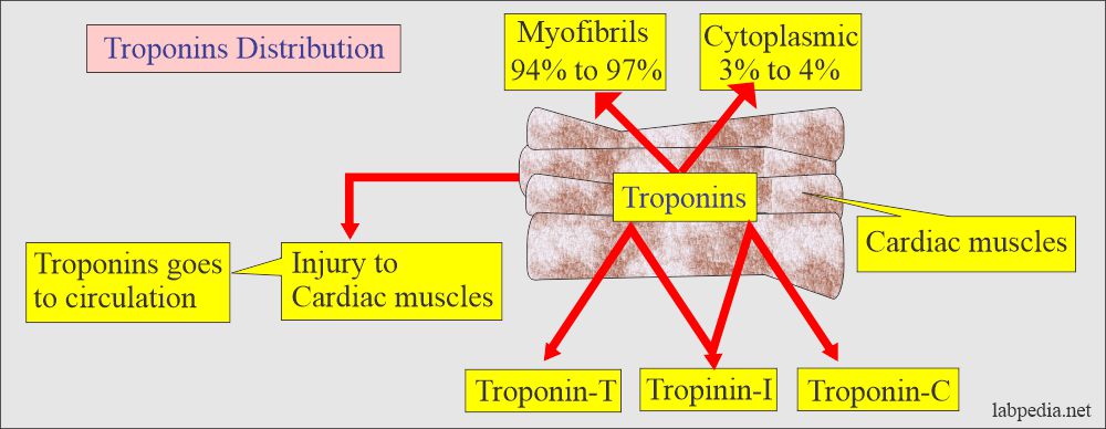 Troponins distribution in the cardiac muscles
