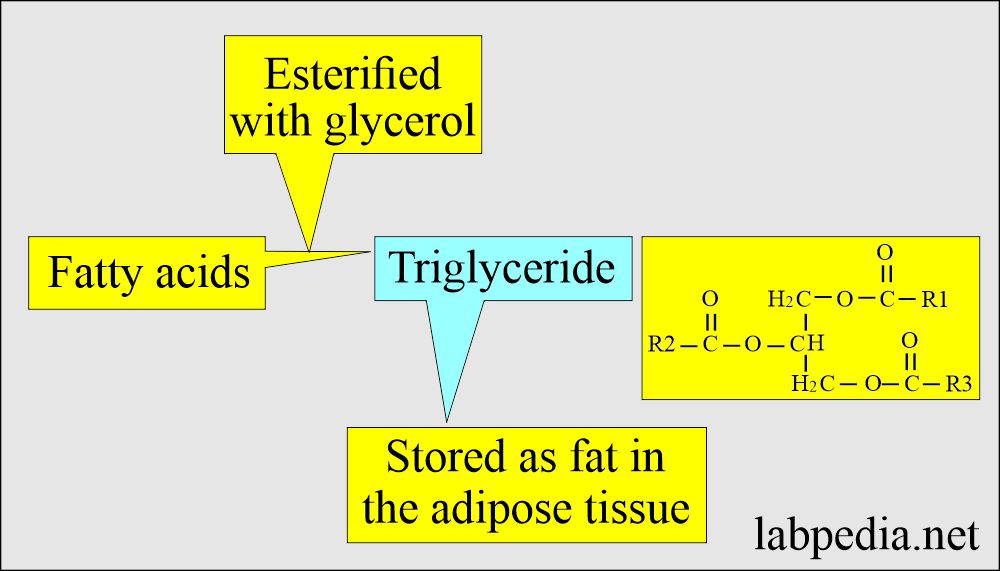 Triglyceride esterification