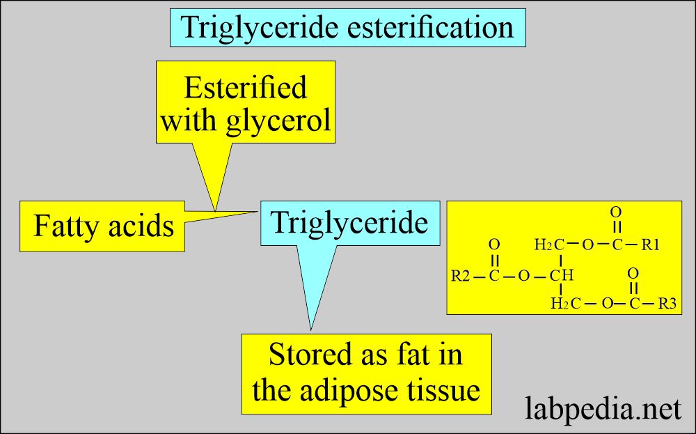 Triglyceride esterification
